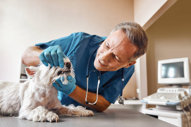 Best Emergency Dental Care for Broken or Chipped Teeth in Carter, TX